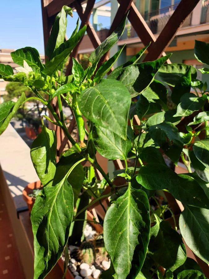 Euforbia House Leilighet Lido di Ostia Eksteriør bilde